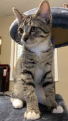 Waylon