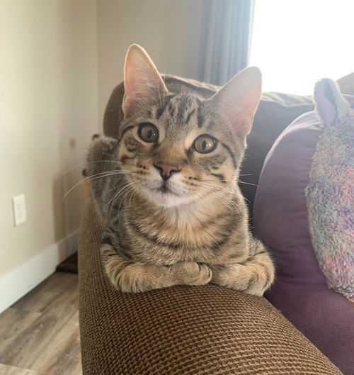 Roti