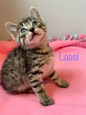 Lassi