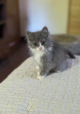 Nimbus