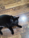 Buddy
