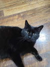 Buddy