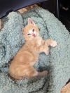 Cooper