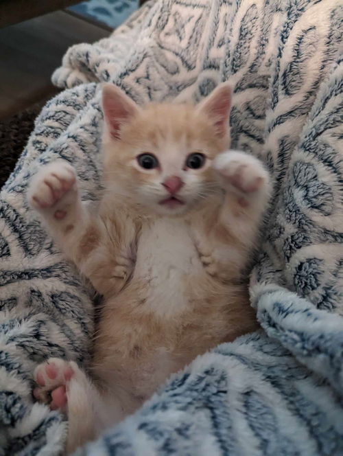 Cooper