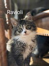 Ravioli