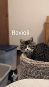 Ravioli