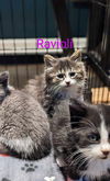 Ravioli