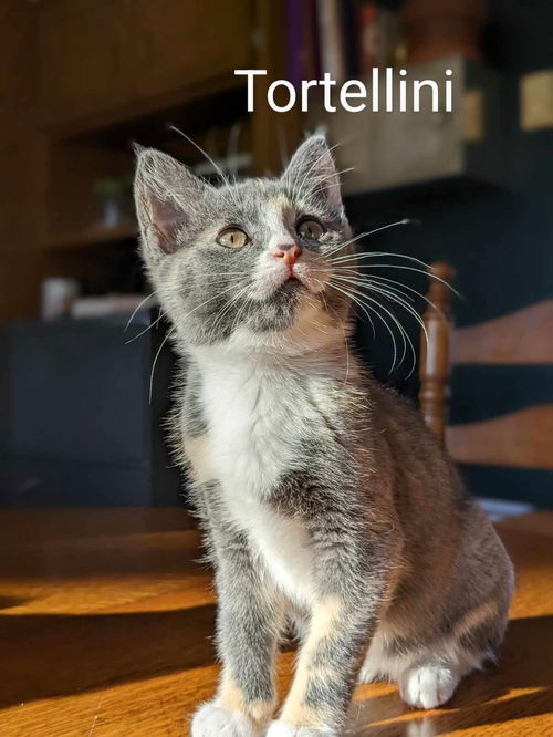 Tortellini