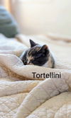 Tortellini