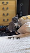 Tortellini