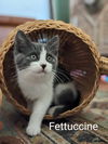 Fettuccine