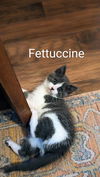 Fettuccine