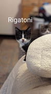 Rigatoni