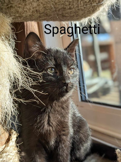 Spaghetti