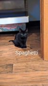 Spaghetti