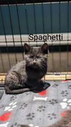Spaghetti