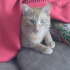 Archie