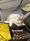 Snowball