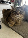 Nala