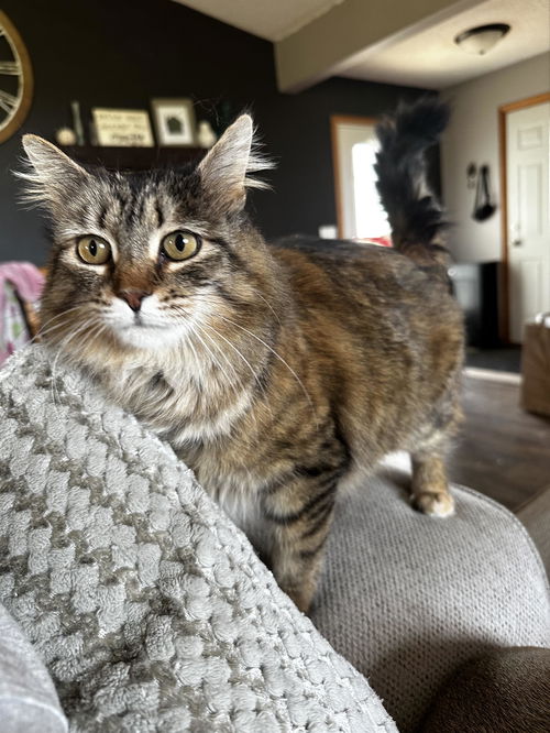 Nala