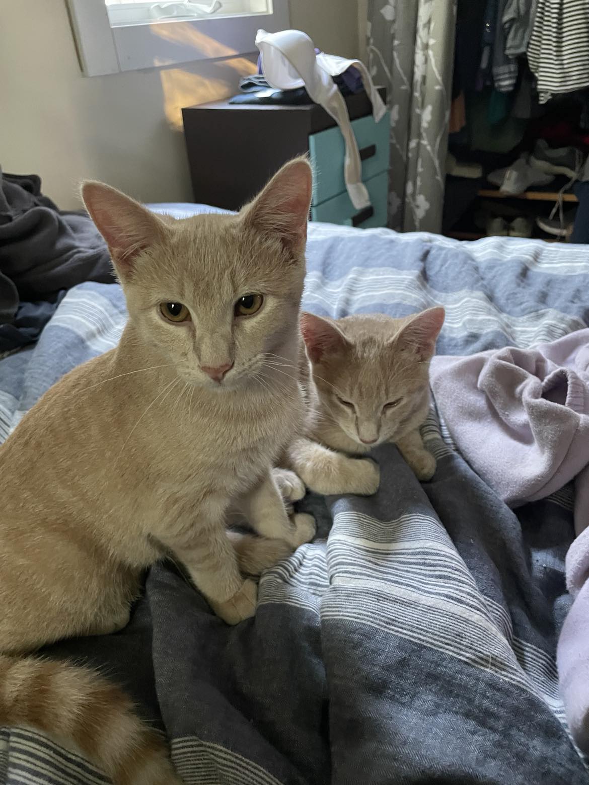 adoptable Cat in Fargo, ND named Allium