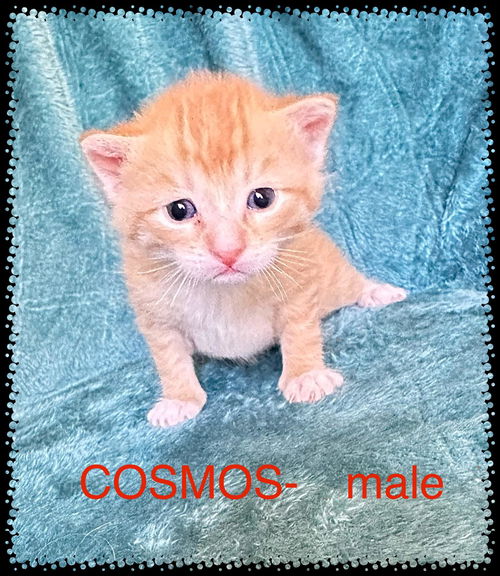Cosmos