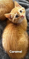Caramel