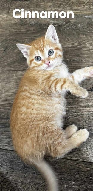 Cinnamon