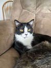 adoptable Cat in fargo, ND named Carson