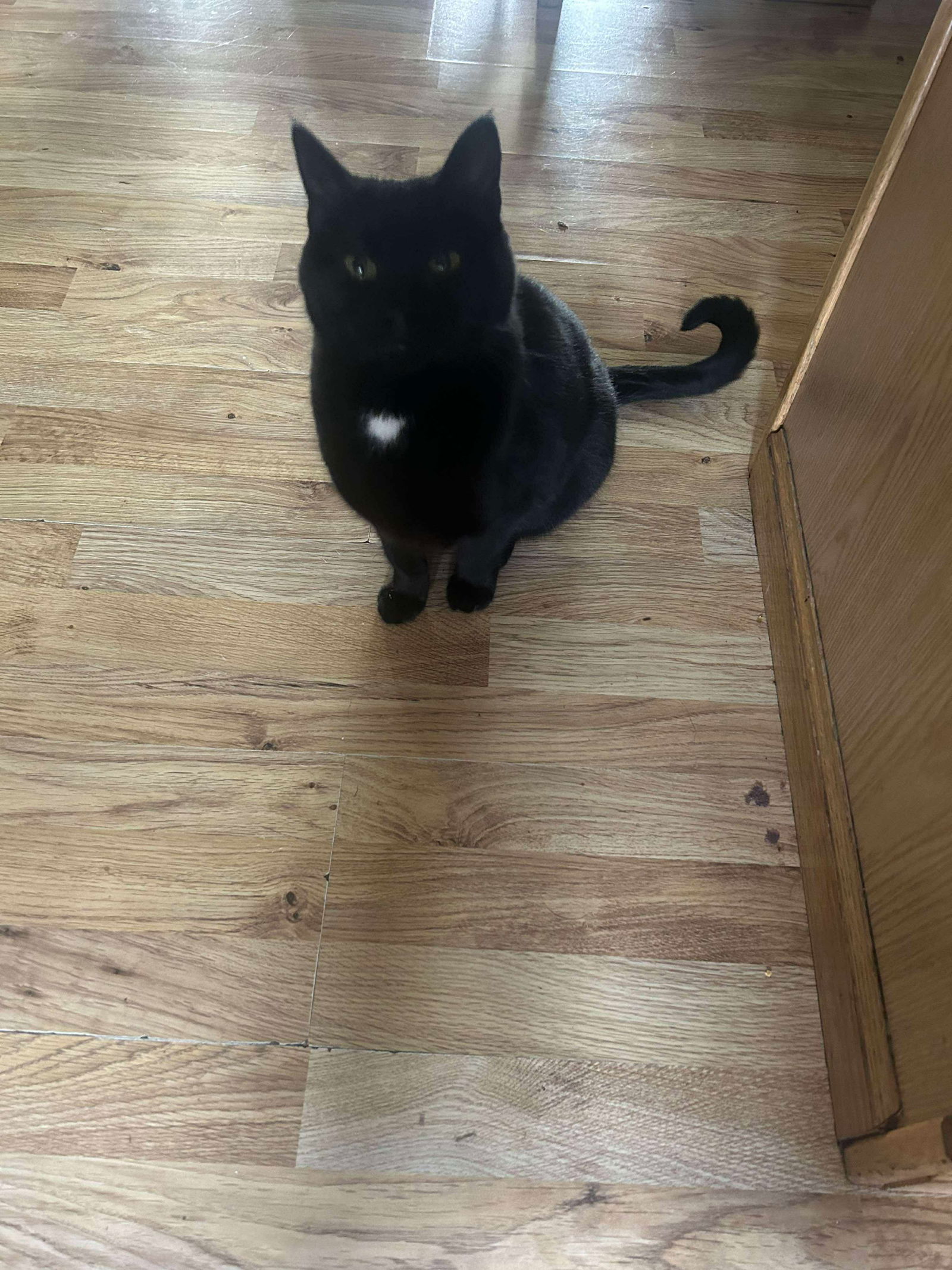 adoptable Cat in Fargo, ND named Orbit