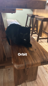 adoptable Cat in Fargo, ND named Orbit