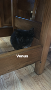 Venus