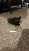 Venus