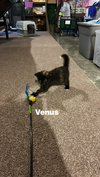 Venus