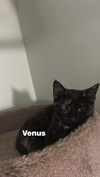 Venus