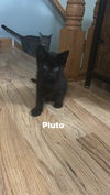 Pluto