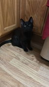 adoptable Cat in , ND named Pluto