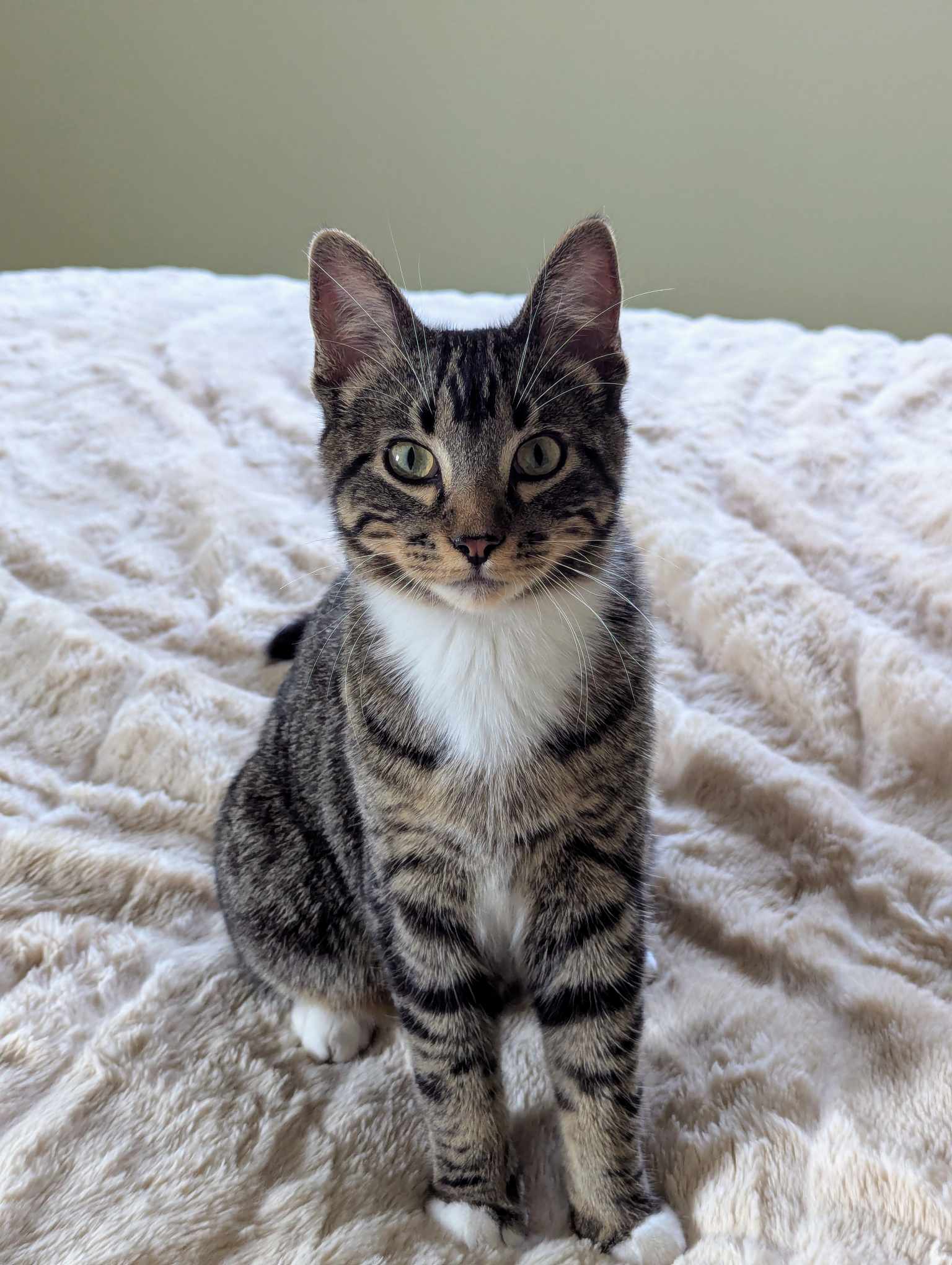 adoptable Cat in Fargo, ND named Shepherd