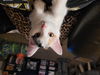 Tabatha