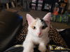 Tabatha