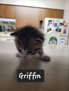 Griffin