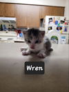 Wren