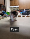 Piper