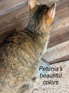 Petunia
