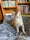 Petunia