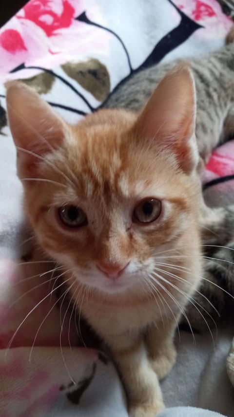 adoptable Cat in Fargo, ND named Chris