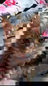 adoptable Cat in fargo, ND named Chris