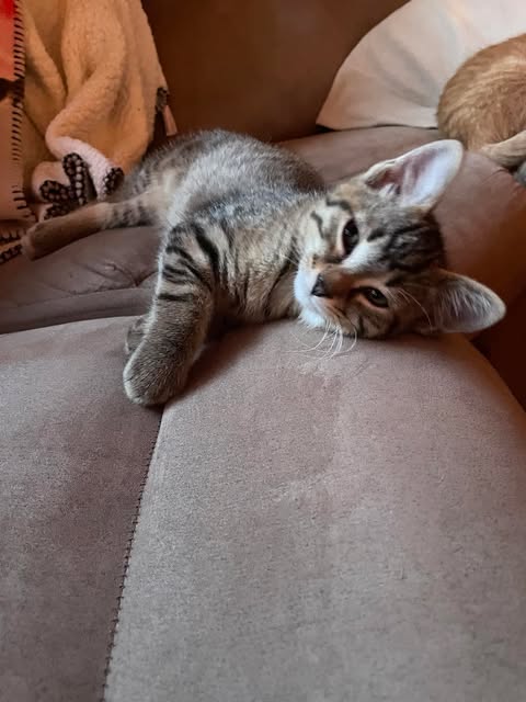 adoptable Cat in Fargo, ND named Poppy