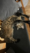 Chip - Photo 1