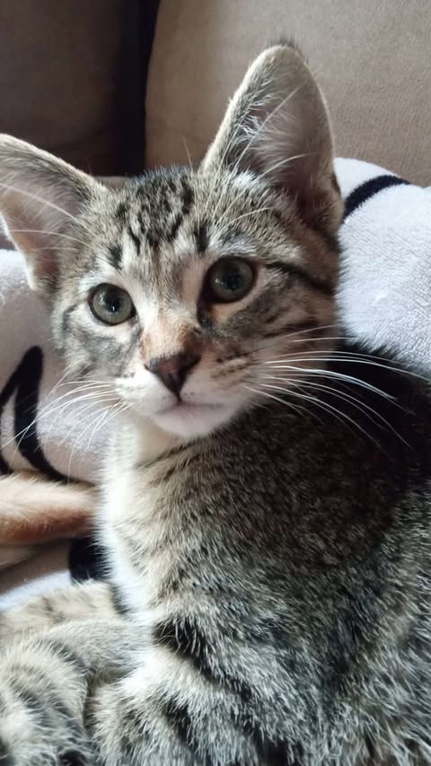 adoptable Cat in Fargo, ND named Iris